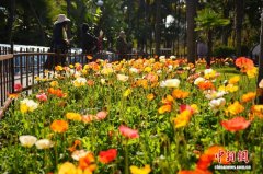 “春城”昆明小寒节气阳光明媚