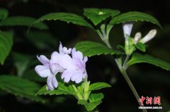 广东丹霞山发现三个新物种